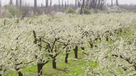 Flight throw the garden Видео 94721736