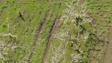 Flight throw the garden Vídeo Stock 94721757