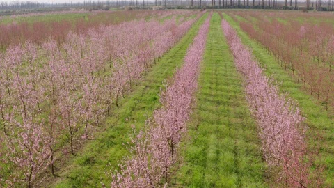 Flight throw the garden Stock-Footage 94721837