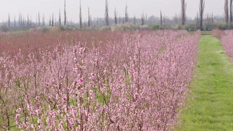 Flight throw the garden Vídeos de archivo 94721902