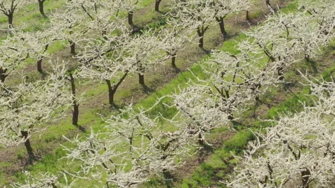 Flight throw the garden Video stock 94721912