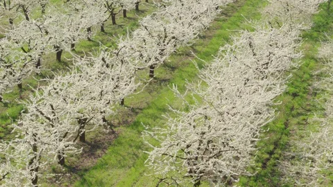Flight throw the garden Vídeos de archivo 94721979
