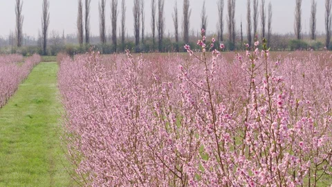 Flight throw the garden Vídeo Stock 94721992