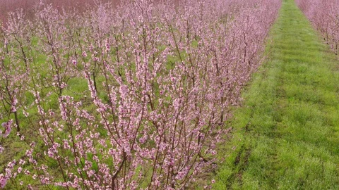 Flight throw the garden Stock-Footage 94721996