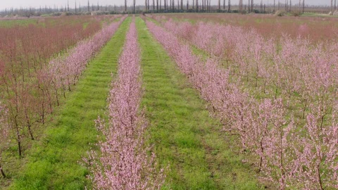 Flight throw the garden Stock-Footage 94722085