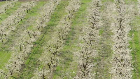 Flight throw the garden 스톡 동영상 94722165