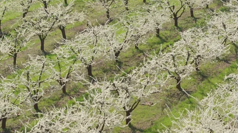 Flight throw the garden Stock-Footage 94722184