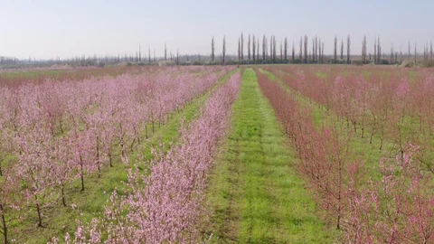 Flight throw the garden Видео 94722195