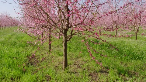 Flight throw the garden Vídeo Stock 94722272