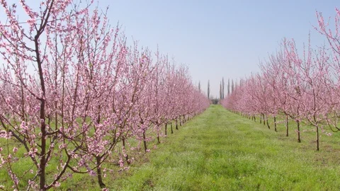 Flight throw the garden 動画素材 94722443