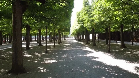 Flight thru a Bosquet Stock Footage 201807970