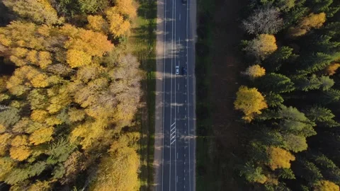 Flight top down symmetrical line path asphalt road highway among autumn forest  Stock Footage 156384991