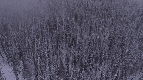 Flight on top of frozen forest Video stock 123767694