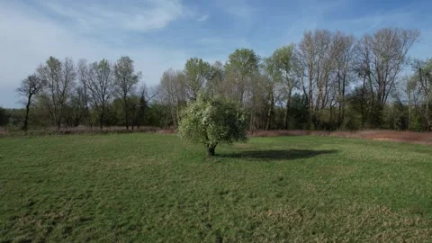 Flight towards a lonely tree covered with flowers - spring in Central Europe Stock Footage 271298581