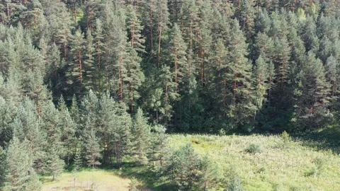 Flight Towards The Pine Fforest Stock Footage 246501197