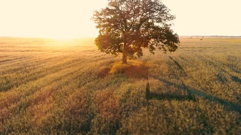 Flight towards single tree in the fields, golden hour, Aerial view Video stock 92963740