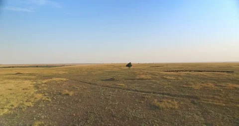 Flight towards single tree in the fields, golden hour, Aerial view Stock Footage 106533674