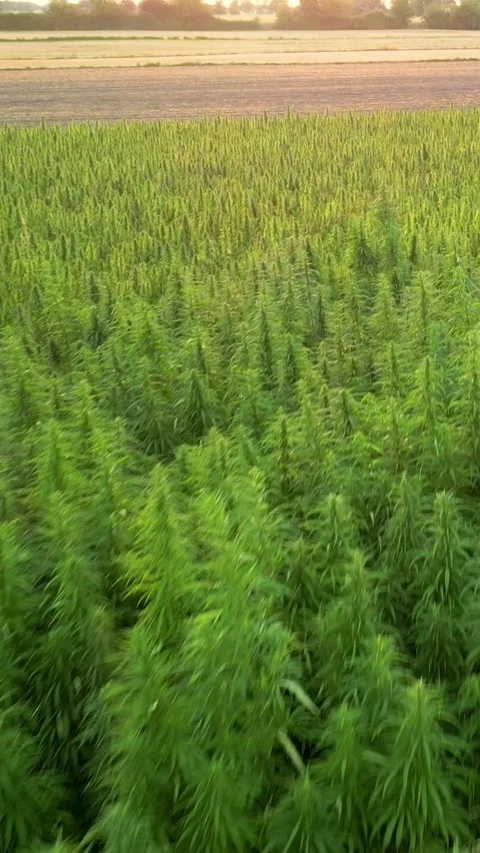 Flight towards sunset over fresh hemp cannabis field vertical Stock Footage 341703532