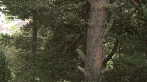Flight in the tree crown Stock Footage 39610845