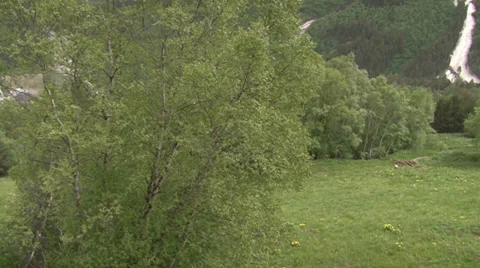 Flight in the tree crown Stock Footage 39612338