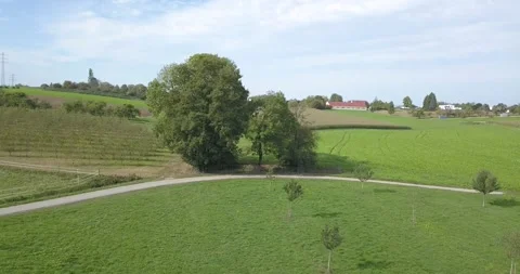 Flight to Tree Stock Footage 253808136