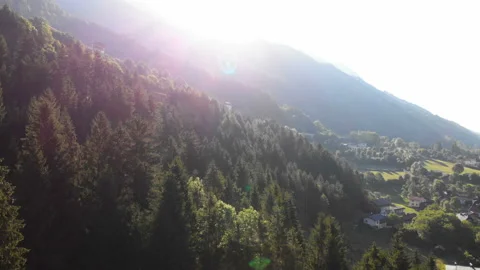 Flight tree forest mountain nature 4K Vidéo 115025983