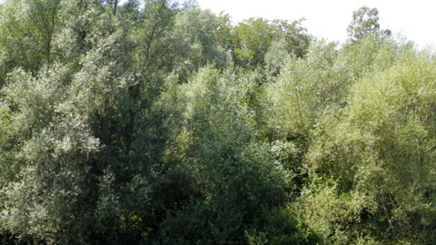 Flight from a trees canopy over vast cornfields Stock Footage 137801059