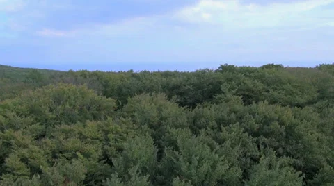 Flight From Treetop Down To The Ground - Tracking Shot Stock Footage 36872915
