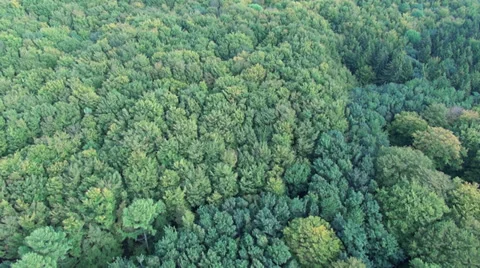 Flight From Treetop High Up To The Sky - Forest Overview Stock Footage 36835206