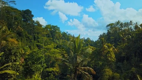 Flight in tropical jungle Video stock 94152624