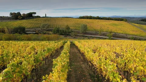 Flight trough rows of yellow vineyards in Chianti area Stock Footage 164145938