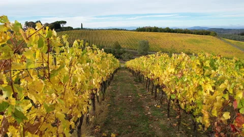 Flight trough rows of yellow vineyards in Chianti area, Tuscany Stock Footage 171721826