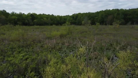 Flight with two Blue Herrons Видео 239682178