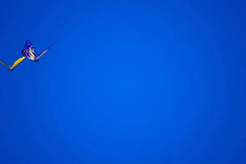 Flight of two butterflies NTSC Stock Footage 562298