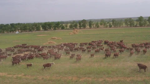 Flight under cows Stock Footage 94724725
