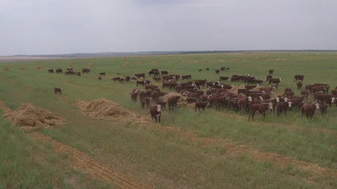 Flight under cows 動画素材 94724744