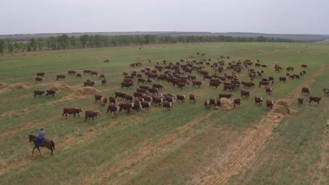 Flight under cows Vídeo Stock 94724769