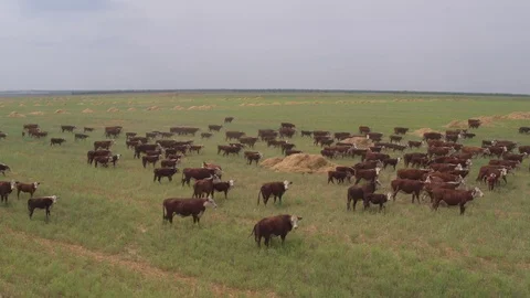 Flight under cows Видео 94724770