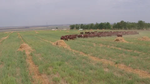 Flight under cows 動画素材 94724793