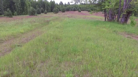 Flight under the field and flowers Stock Footage 77490516