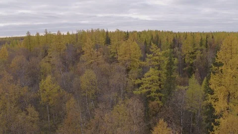 Flight under mountain forest Stock-Footage 94723399