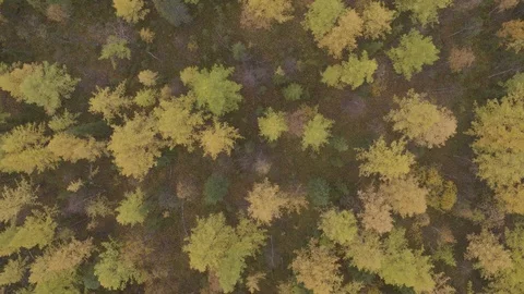 Flight under trees Stock-Footage 94723038