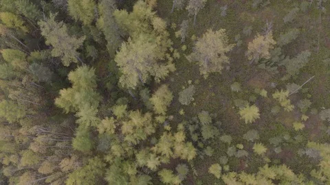 Flight under trees Stock Footage 94723125