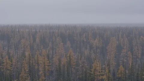 Flight under winter forest 動画素材 94723513