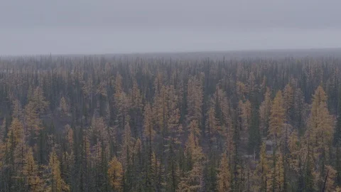 Flight under winter forest Stock-Footage 94723848