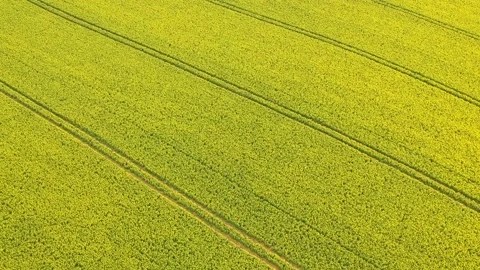 Flight under the yellow rapeseed field Stock Footage 130321084