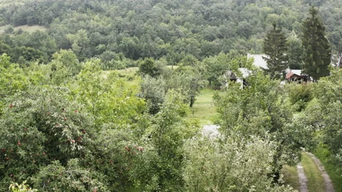 Flight by a vacation home surrounded by a thick forest in the mountains Stockbeeldmateriaal 136239939