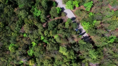 Flight Vertical drone 4k view of forest trees in Tuscany spring bloom Stock-Footage 241353602