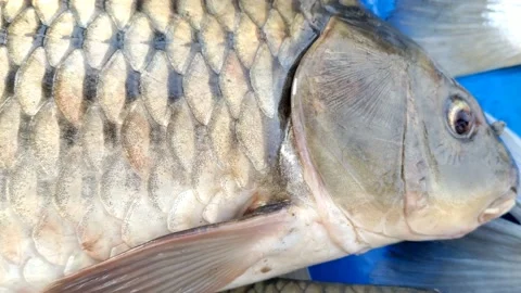 Flight View from Window At Andaman and Nicobar Islands  - HD(4K video) Stock Footage 232934458