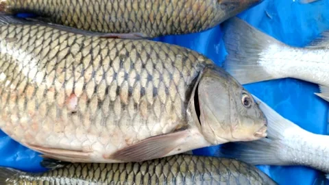 Flight View from Window At Andaman and Nicobar Islands  - HD(4K video) Stock Footage 232934472